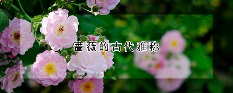 薔薇的古代雅稱