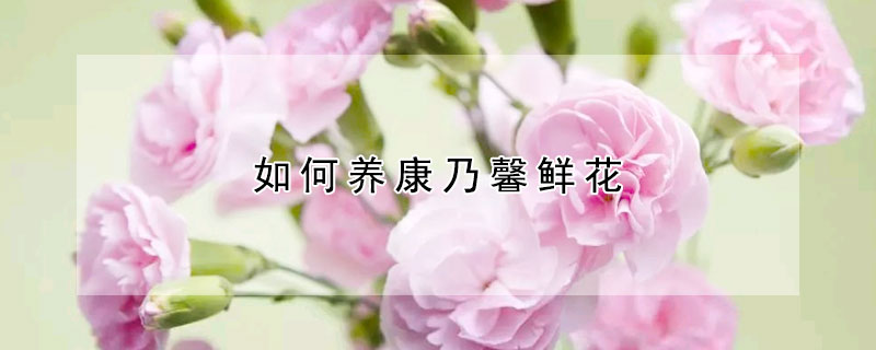 如何養(yǎng)康乃馨鮮花