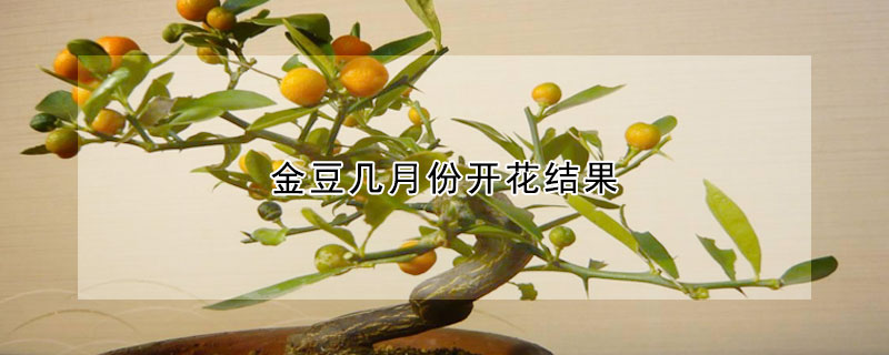 金豆幾月份開花結果