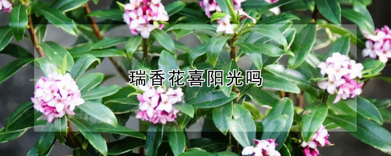 瑞香花喜陽光嗎