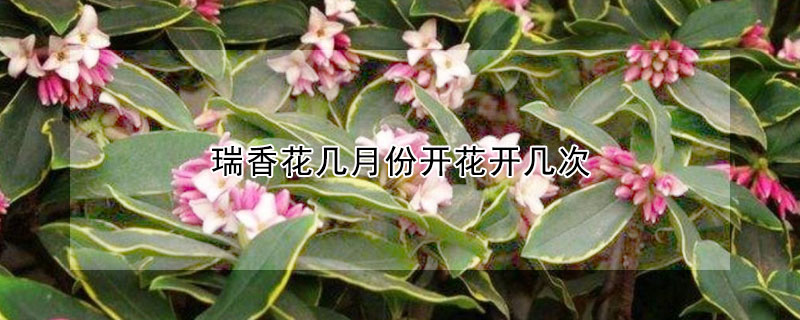 瑞香花幾月份開花開幾次