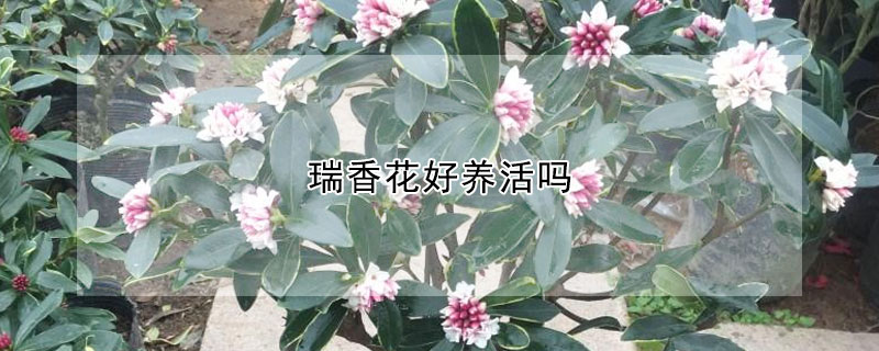 瑞香花好養(yǎng)活嗎