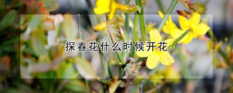 探春花什么時候開花