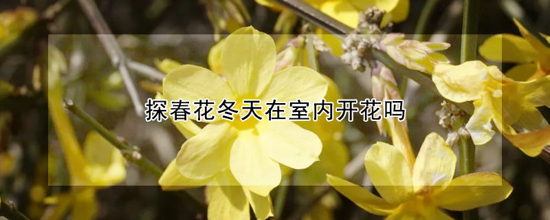 探春花冬天在室內開花嗎