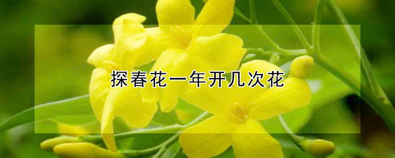 探春花一年開幾次花