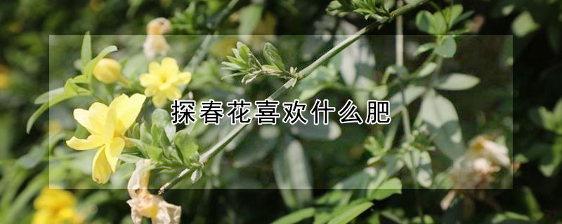 探春花喜歡什么肥