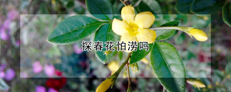 探春花怕澇嗎