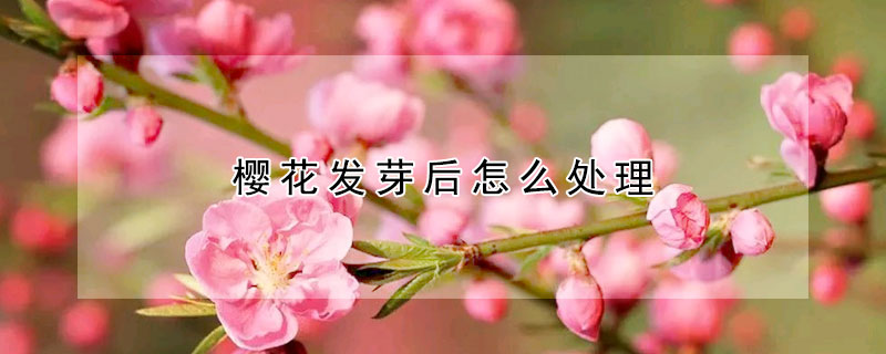 櫻花發(fā)芽后怎么處理