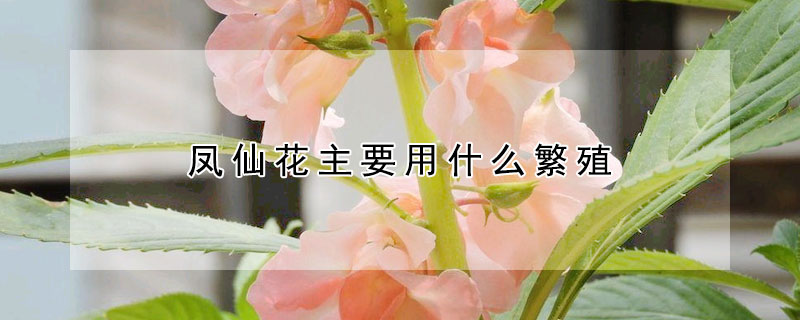 鳳仙花主要用什么繁殖