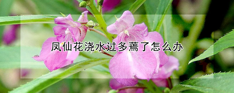 鳳仙花澆水過多蔫了怎么辦