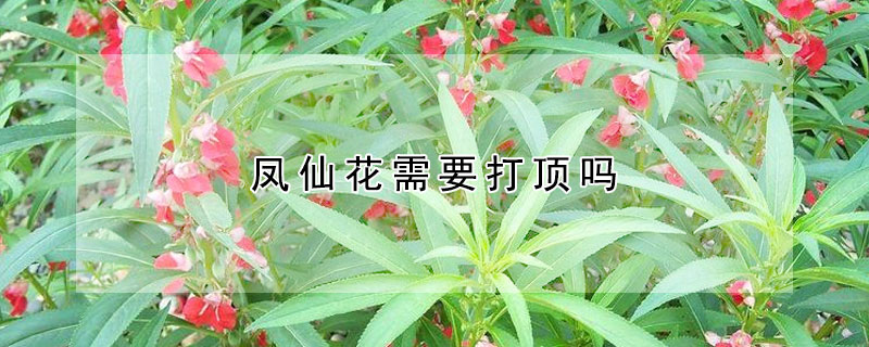 鳳仙花需要打頂嗎