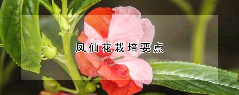 鳳仙花栽培要點