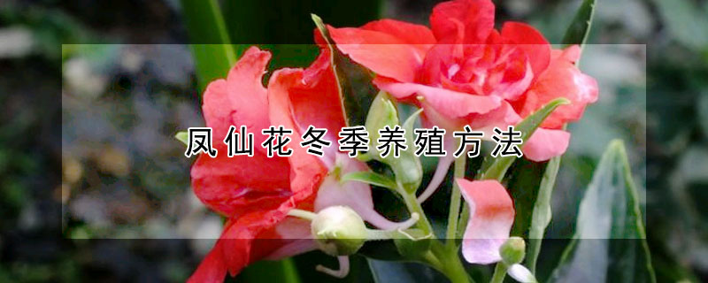 鳳仙花冬季養(yǎng)殖方法