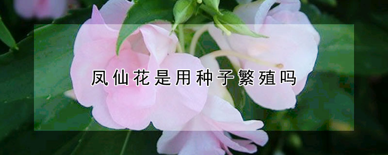 鳳仙花是用種子繁殖嗎