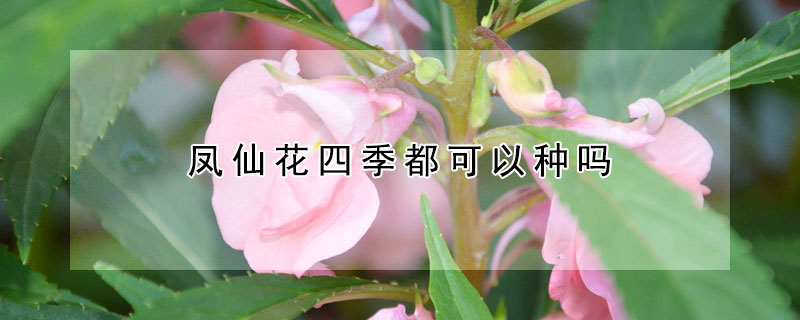 鳳仙花四季都可以種嗎