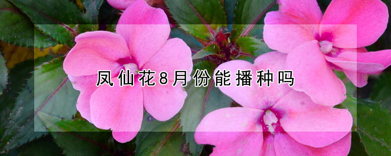 鳳仙花8月份能播種嗎