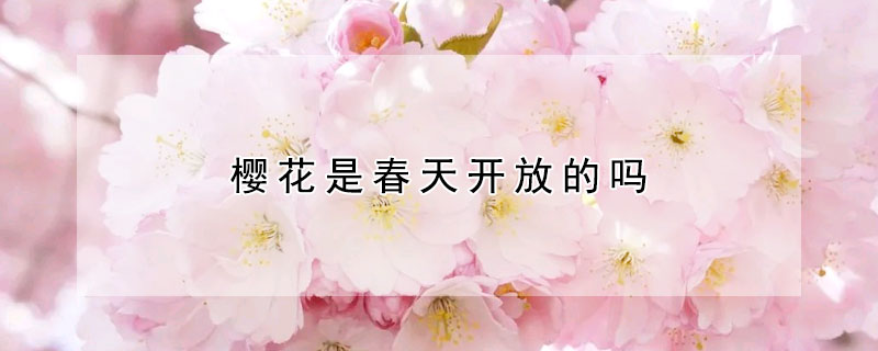 櫻花是春天開(kāi)放的嗎