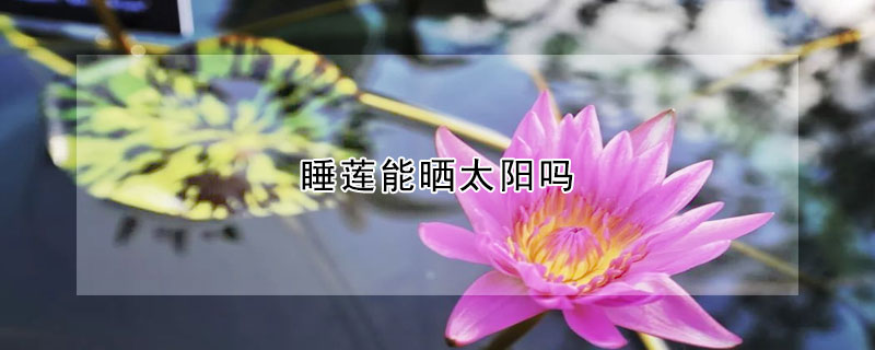 睡蓮能曬太陽嗎