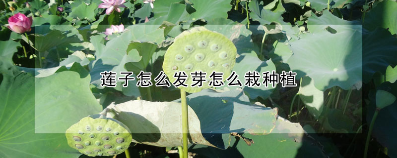 蓮子怎么發(fā)芽怎么栽種植