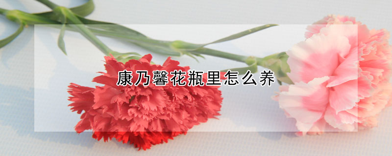 康乃馨花瓶里怎么養(yǎng)