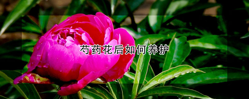 芍藥花后如何養(yǎng)護