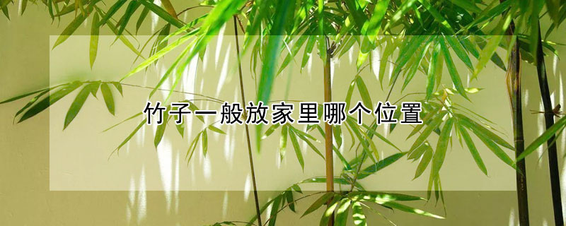 竹子一般放家里哪個(gè)位置