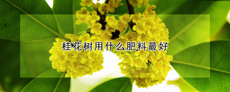 桂花樹用什么肥料最好