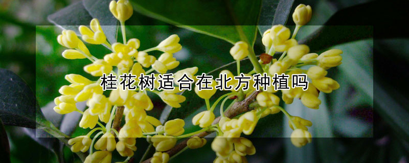 桂花樹適合在北方種植嗎