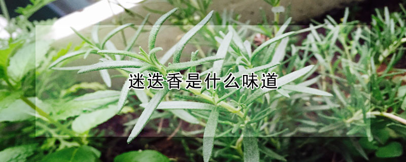 迷迭香是什么味道