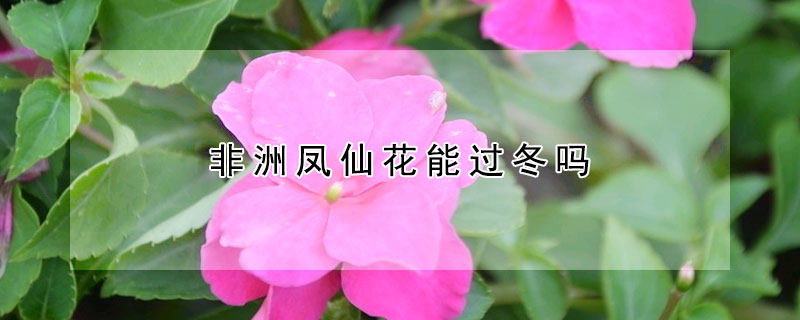 非洲鳳仙花能過冬嗎