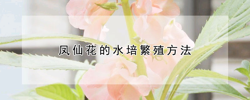 鳳仙花的水培繁殖方法