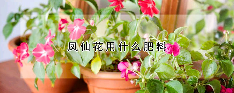 鳳仙花用什么肥料