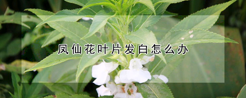 鳳仙花葉片發白怎么辦