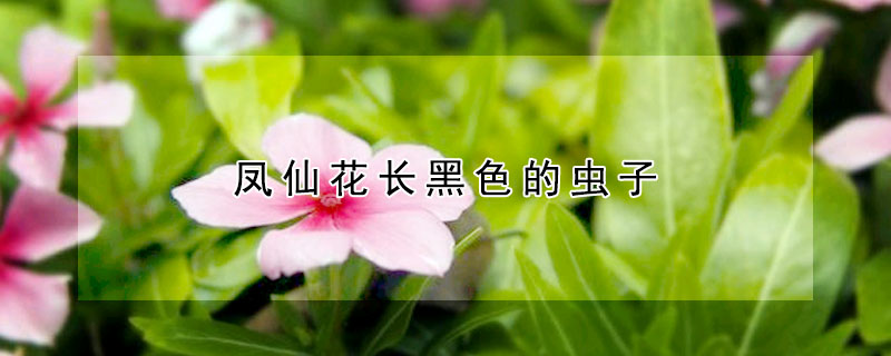 鳳仙花長(zhǎng)黑色的蟲(chóng)子