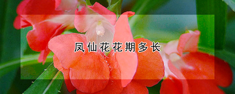 鳳仙花花期多長(zhǎng)