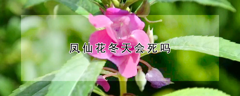 鳳仙花冬天會(huì)死嗎