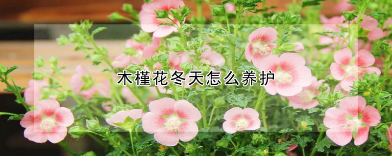 木槿花冬天怎么養護