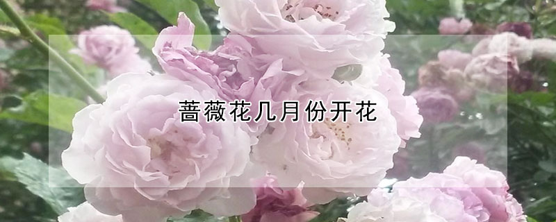 薔薇花幾月份開花