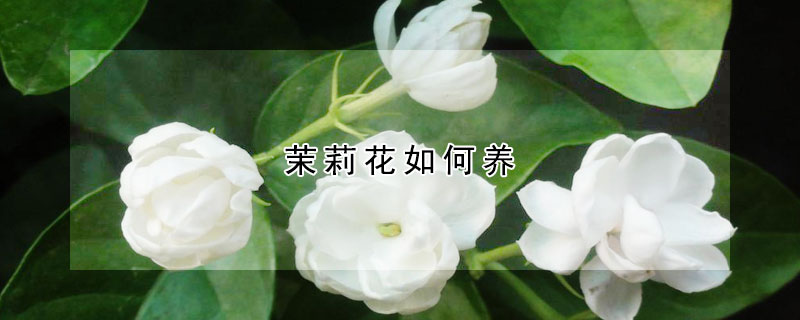 茉莉花如何養(yǎng)