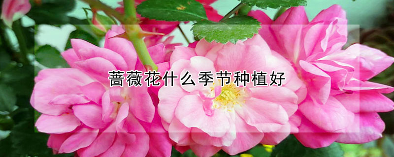 薔薇花什么季節種植好