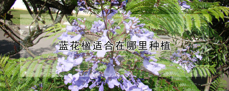 藍花楹適合在哪里種植