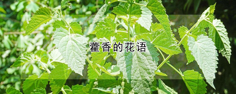 藿香的花語