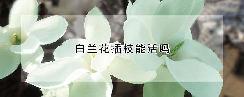 白蘭花插枝能活嗎