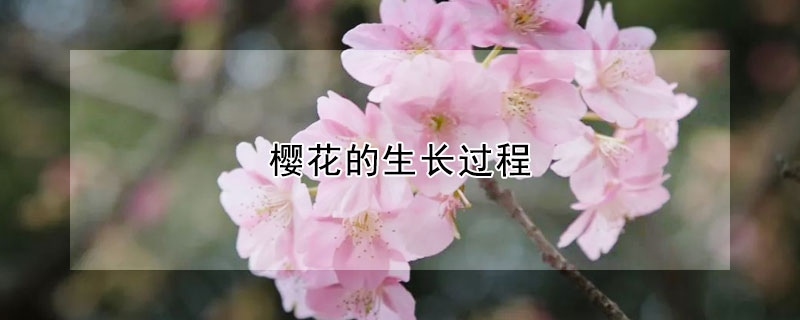 櫻花的生長(zhǎng)過(guò)程