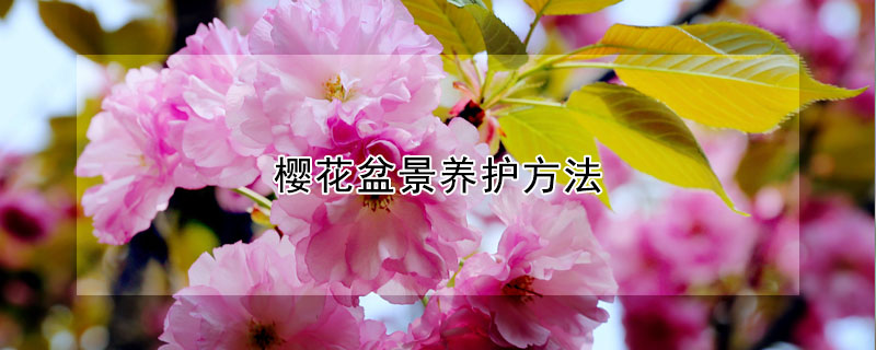 櫻花盆景養(yǎng)護(hù)方法