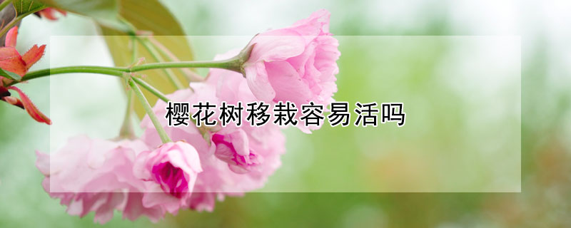 櫻花樹(shù)移栽容易活嗎