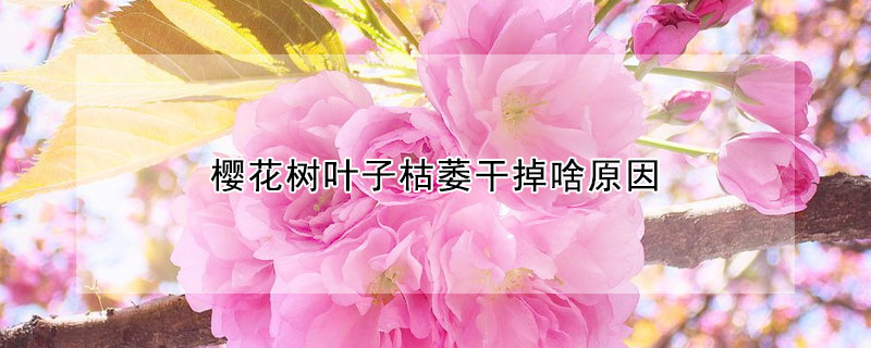 櫻花樹(shù)葉子枯萎干掉啥原因