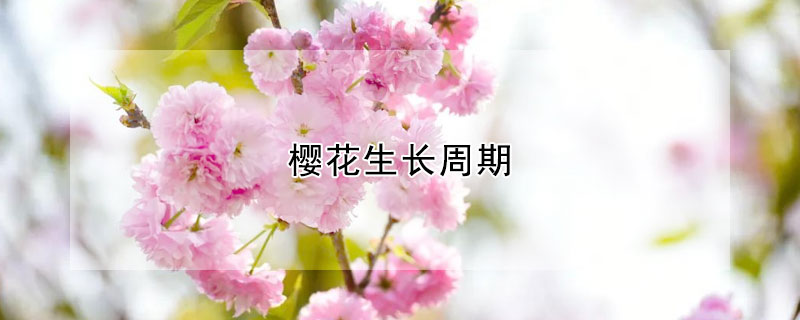 櫻花生長周期