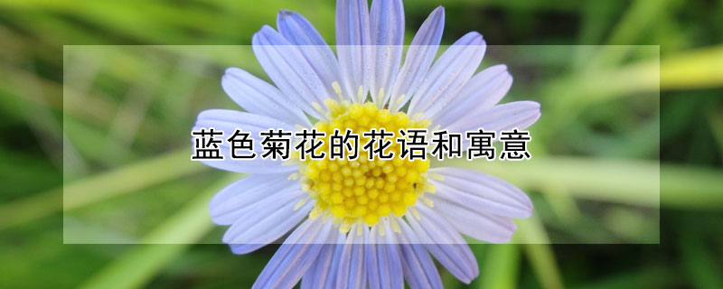 藍(lán)色菊花的花語和寓意