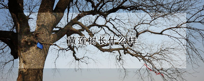 黃蓮樹長什么樣